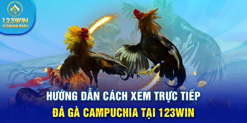 Hướng dẫn cách xem trực tiếp đá gà Campuchia tại 123win