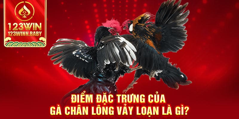 Điểm đặc trưng của gà chân lông vảy loạn là gì?