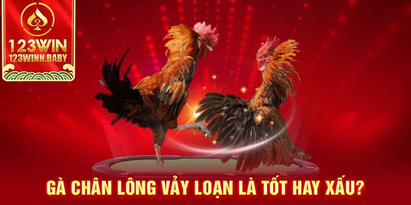 Gà chân lông vảy loạn là tốt hay xấu?